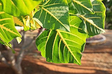 帅的不谈！《无主之地4》首位DLC秘藏猎人C4SH公开